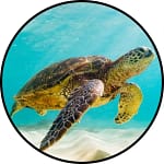 Turtle Image